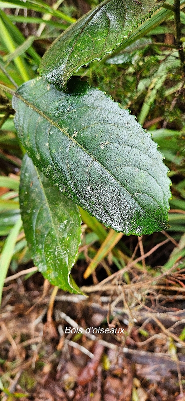 26 Claoxylon dolichostachyum Bois d OISEAUX Euphorbiaceae ENDEMIQUE LA REUNION 