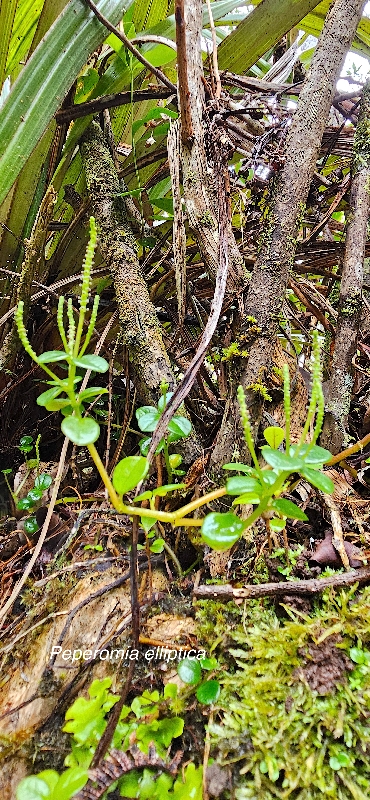 28 Peperomia elliptica Piperaceae ENDEMIQUE LA REUNION, MAURICE
