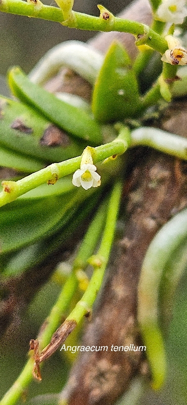 3 Angraecum tenellum Orchidaceae ENDEMIQUE LA REUNION
