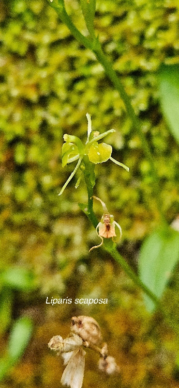 30 Liparis scaposa Orchidaceae ENDEMIQUE LA REUNION 