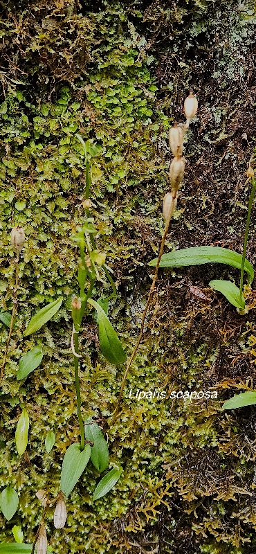 31 Liparis scaposa Orchidaceae ENDEMIQUE LA REUNION