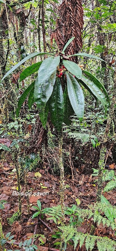 32 Badula borbonica Bois de savon Primulaceae ENDEMIQUE LA REUNION 