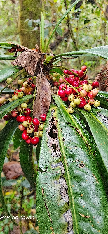 33 Badula borbonica Bois de savon Primulaceae ENDEMIQUE LA REUNION