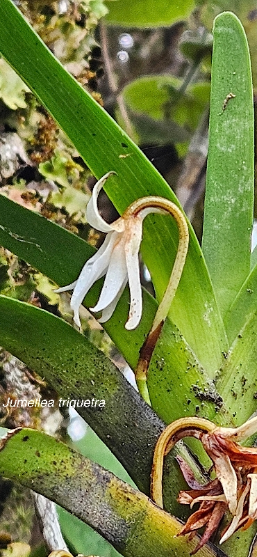34 Jumellea triquetra Orchidaceae ENDEMIQUE LA REUNION, MAURICE