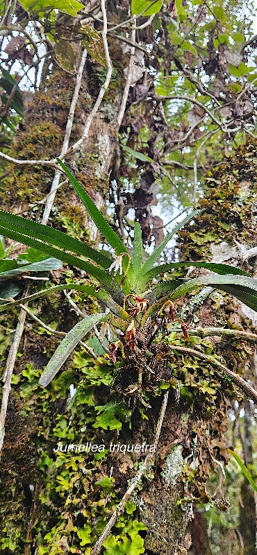 35 Jumellea triquetra Orchidaceae ENDEMIQUE LA REUNION, MAURICE