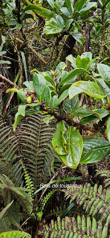 36 Chassalia gaertneroides Bois de lousteau Rubiaceae ENDEMIQUE LA REUNION