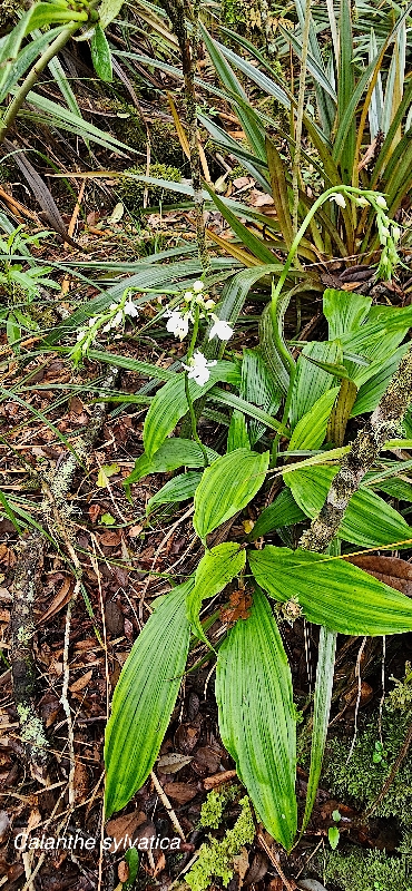 37 Calanthe sylvatica Orchidaceae INDIGENE LA REUNION