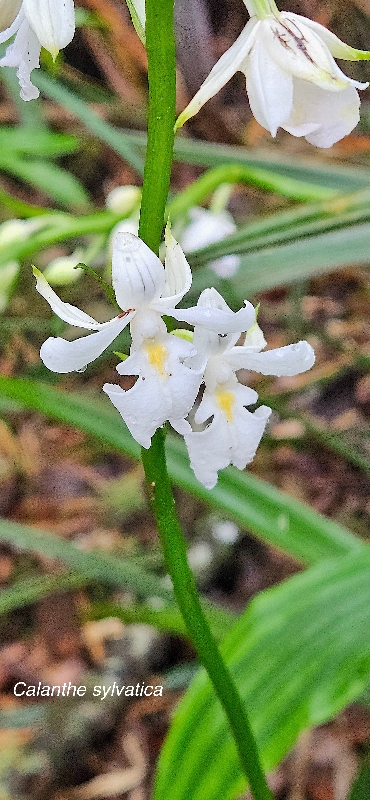 38 Calanthe sylvatica Orchidaceae INDIGENE LA REUNION