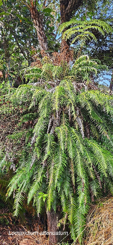 4 Lomaridium attenuatum Blechnaceae INDIGENE LA REUNION
