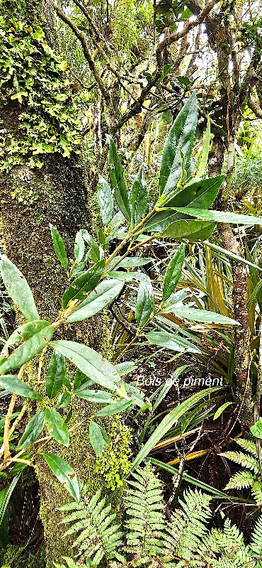 40 Geniostoma angustifolium Bois de piment Loganiaceae ENDEMIQUE LA REUNION, MAURICE