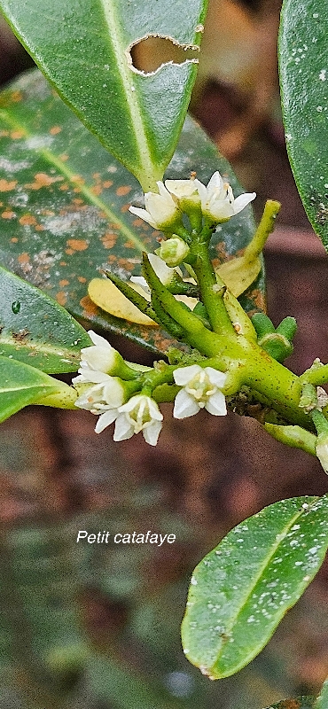 41 Melicope borbonica Petit catafaye Rutaceae ENDEMIQUE LA REUNION
