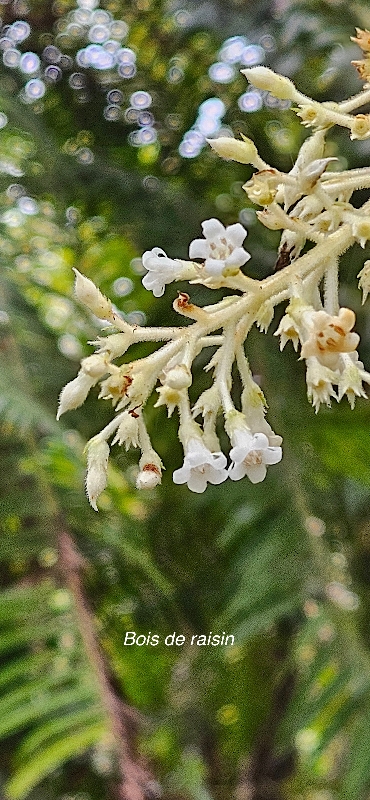 42 Bertiera rufa Bois de raisin Rubiaceae ENDEMIQUE LA REUNION 