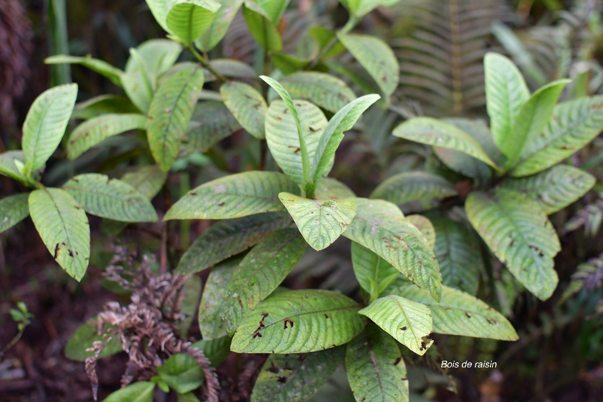 43 Bertiera rufa Bois de raisin Rubiaceae ENDEMIQUE LA REUNION