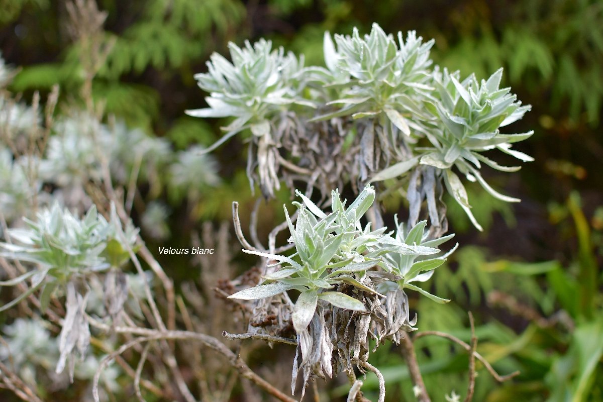 44 Helichrysum heliotropifolium Velours blanc Asteraceae ENDEMIQUE LA REUNION