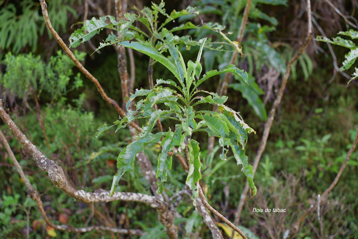45 Psiadia laurifolia Bois de tabac Asteraceae ENDEMIQUE LA REUNION