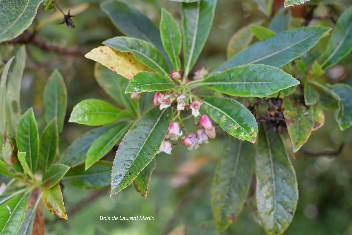 46 Forgesia racemosa Bois de Laurent Martin Escalloniaceae ENDEMIQUE LA REUNION