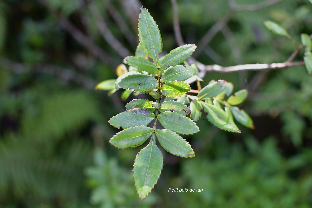 47 Weinmannia mauritiana Petit bois de tan Cunoniaceae ENDEMIQUE LA REUNION, MAURICE