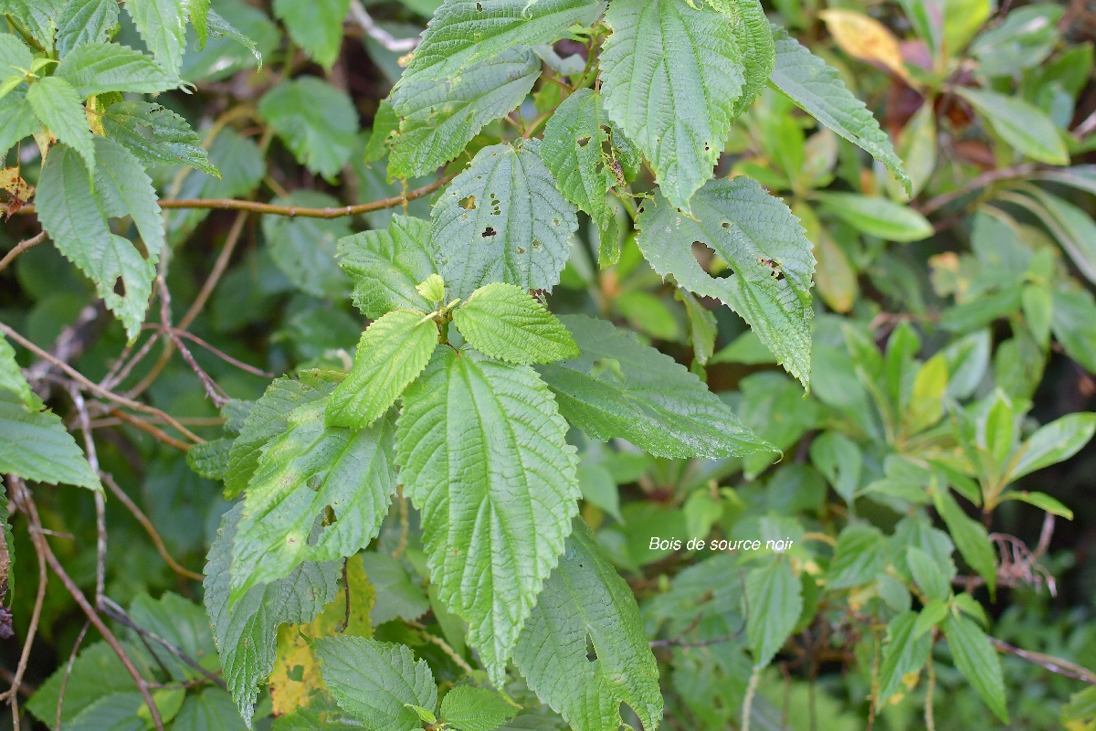 48 Boehmeria macrophylla Bois de source noir Urticaceae CRYPTOGENE ?