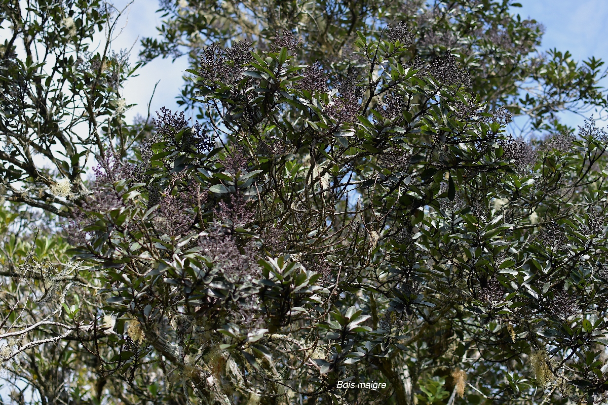 49 Nuxia verticillata Bois maigre Stilbaceae ENDEMIQUE LA REUNION,  MAURICE