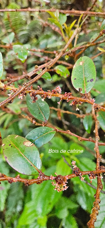 5 Phyllanthus phillyreifolius Bois de cafrine Phyllanthaceae ENDEMIQUE LA REUNION, MAURICE 