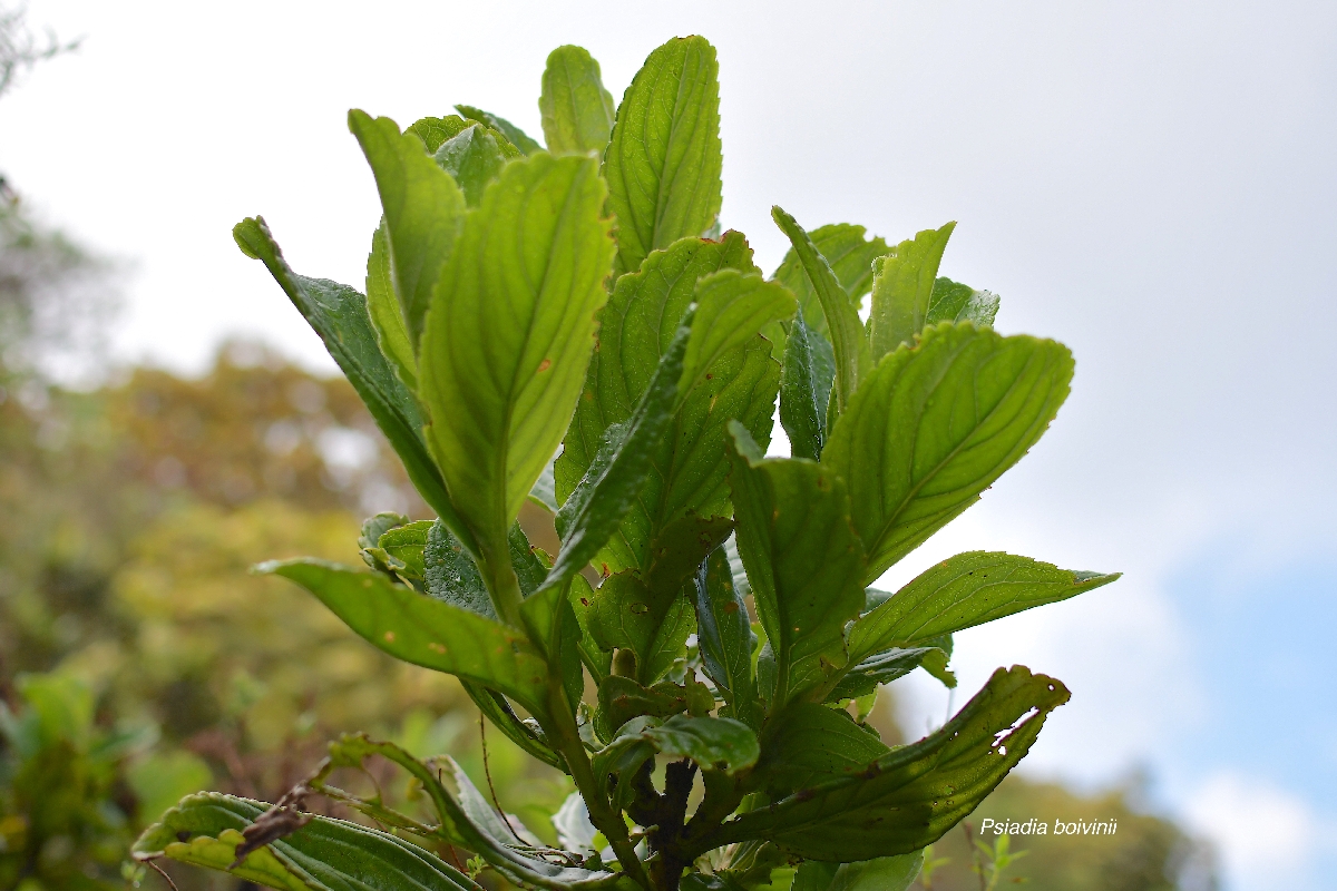 50 Psidia boivinii Bouillon blanc Asteraceae ENDEMIQUE LA REUNION
