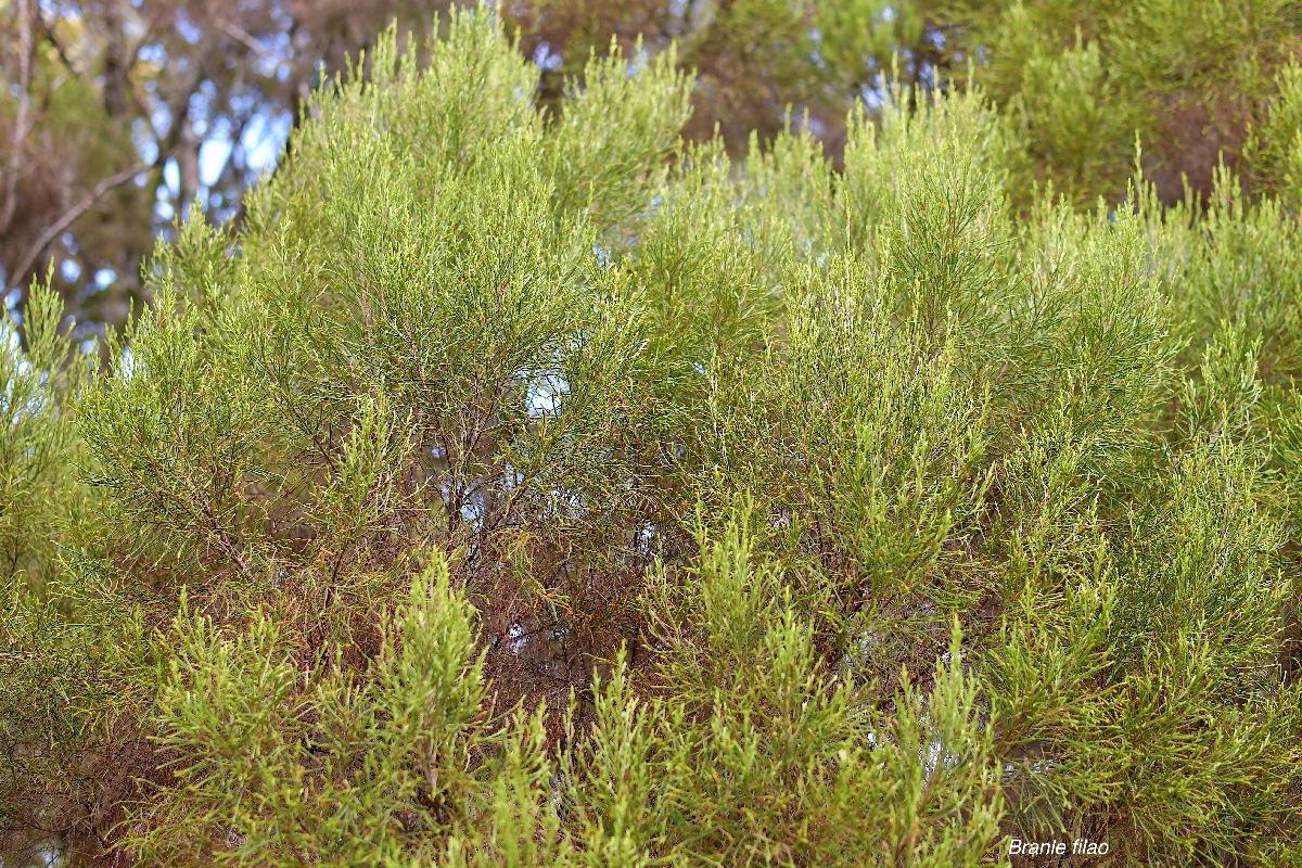 51 Erica arborescens Branle filao Ericaceae ENDEMIQUE LA REUNION