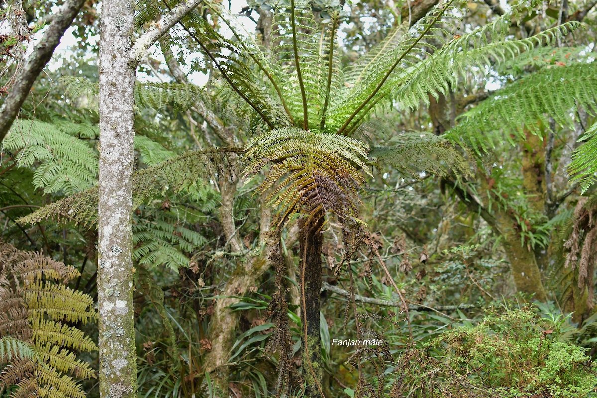 53 Alsophila borbonica Fanjan MALE Cyatheaceae ENDEMIQUE LA REUNION, MAURICE