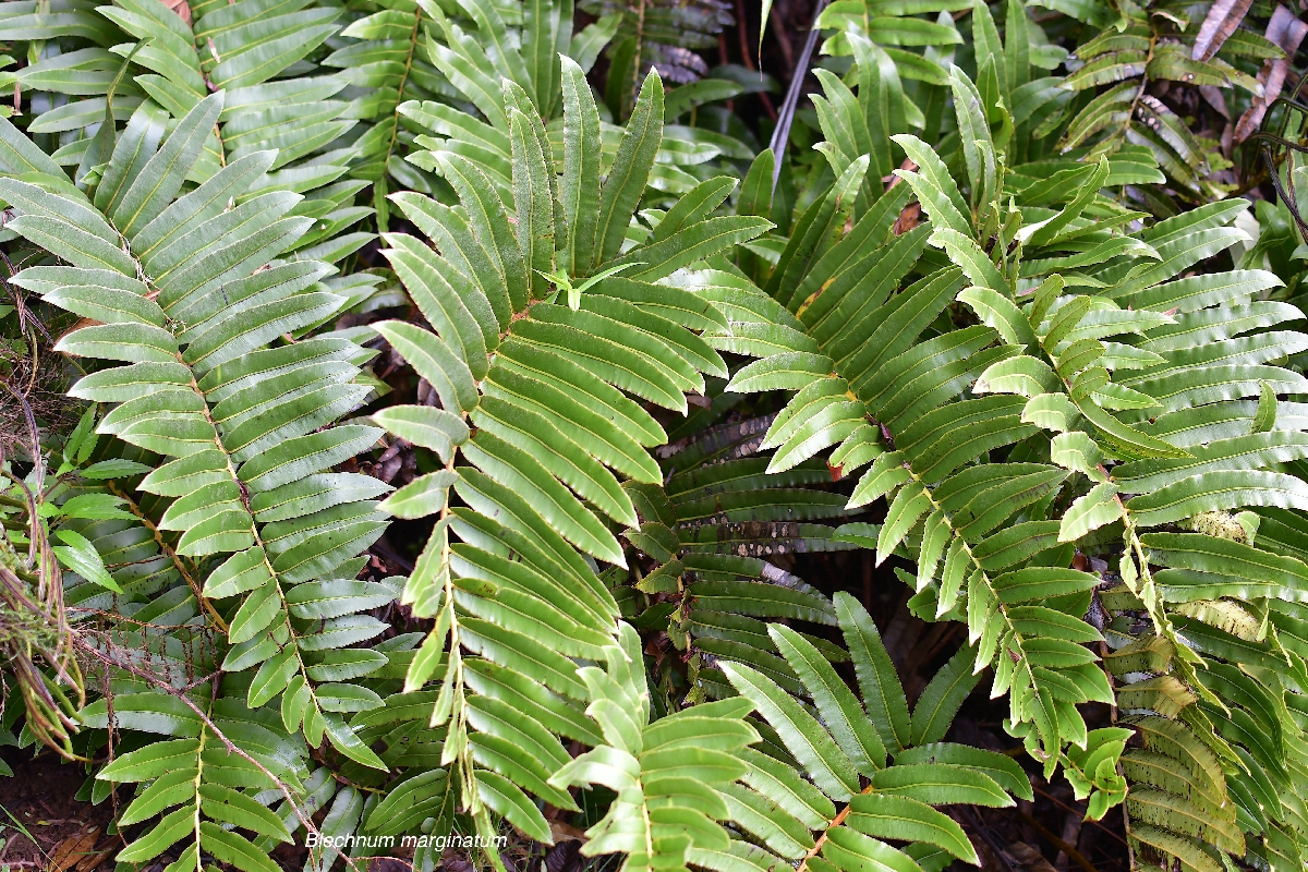 54 Parablechnum marginatum Blechnaceae INDIGENE LA REUNION