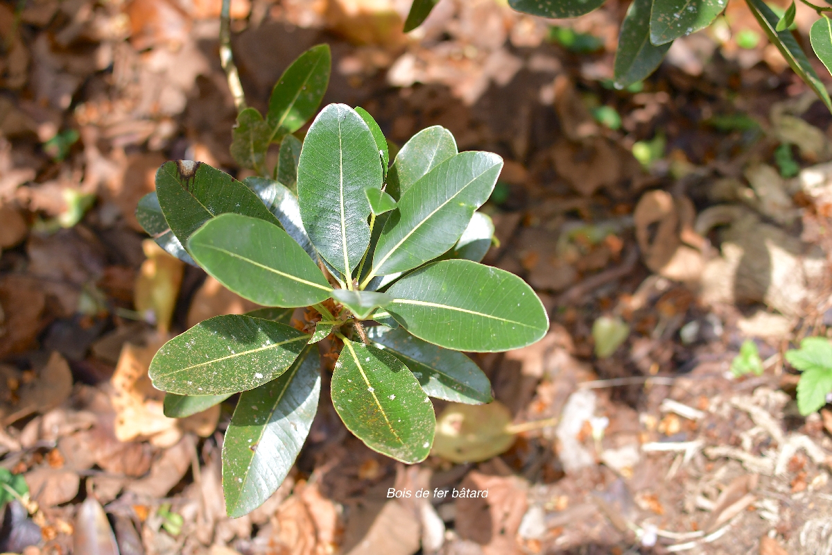 55 Sideroxylon borbonicum Bois de fer BATARD Sapotaceae ENDEMIQUE LA REUNION 
