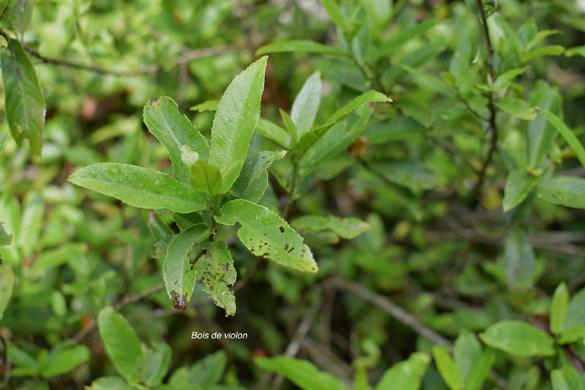 56 Acalypha integrifolia Bois de violon Euphorbiaceae  INDIGENE LA REUNION 