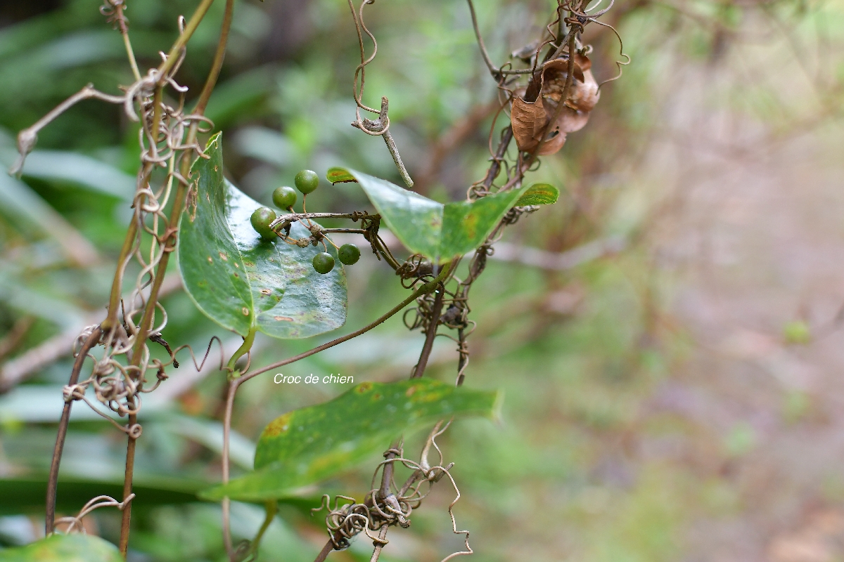 57 Smilax anceps Croc de chien Smilacaceae INDIGENE LA REUNION 