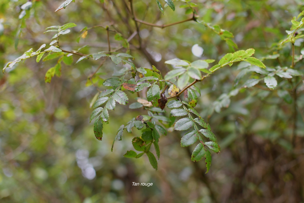 58 Weinmannia tinctoria Tan rouge Cunoniaceae ENDEMIQUE LA REUNION, MAURICE