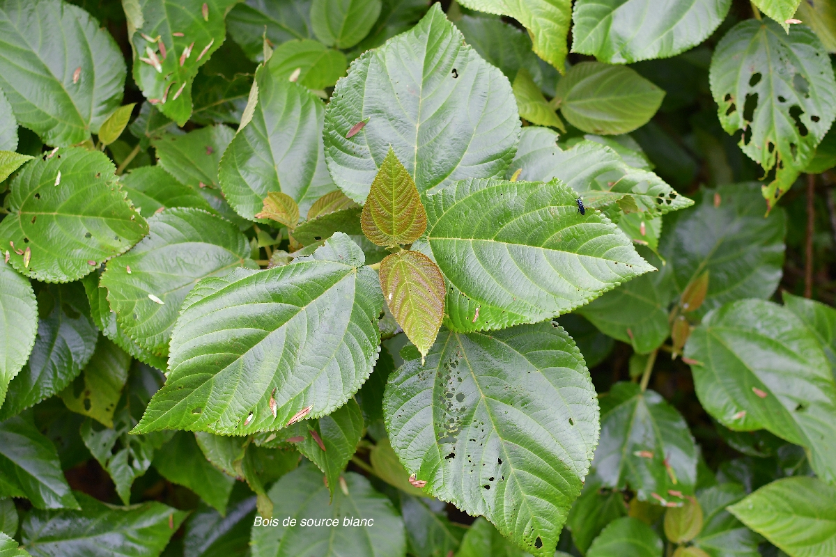 59 Boehmeria stipularis Bois de source blanc Urticaceae ENDEMIQUE LA REUNION