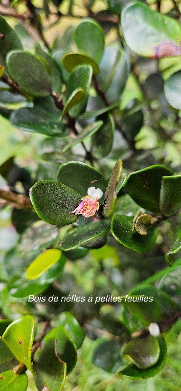 6 Eugenia buxifolia Bois de NEFLES A petites feuilles Myrtaceae ENDEMIQUE LA REUNION