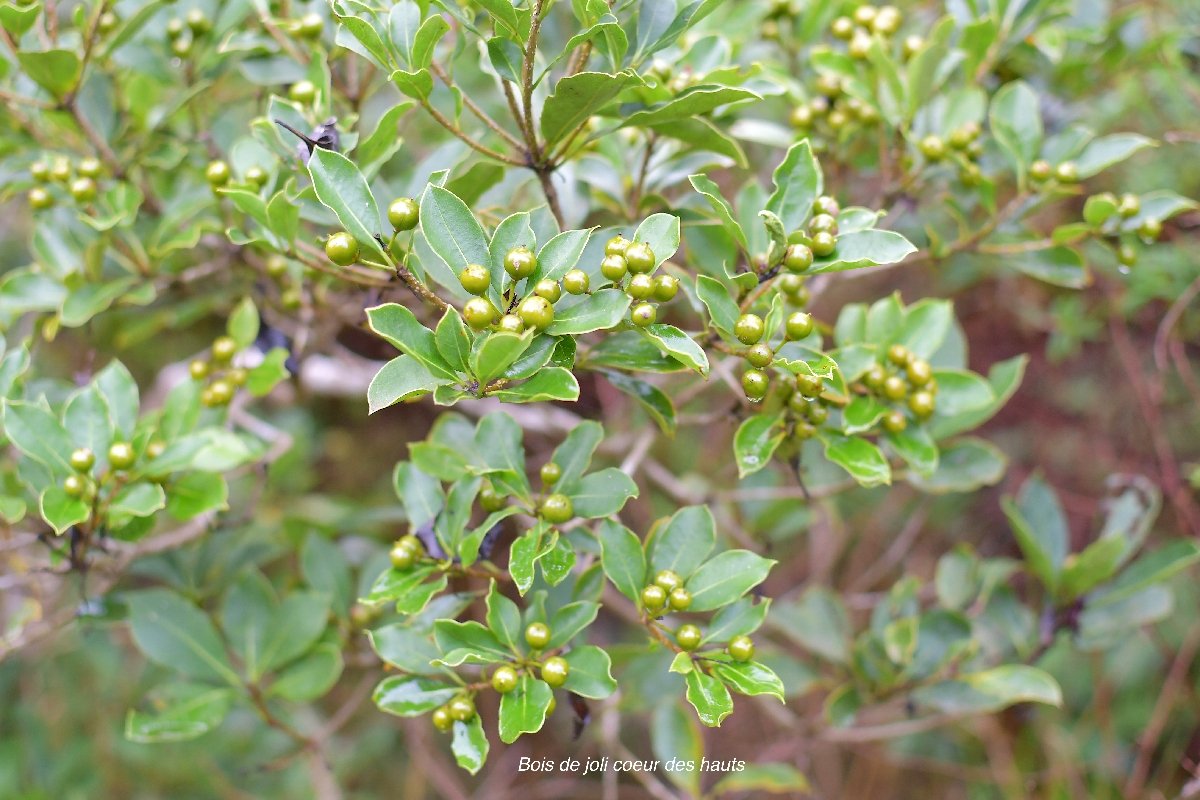 60 Pittosporum senacia subsp reticulatum Bois de joli coeur des hauts Pittosporaceae ENDEMIQUE LA REUNION