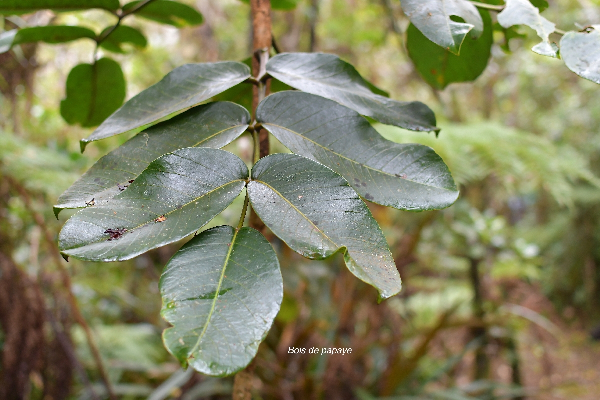 61 Polyscias repanda Bois de papaye Araliaceae ENDEMIQUE LA REUNION 