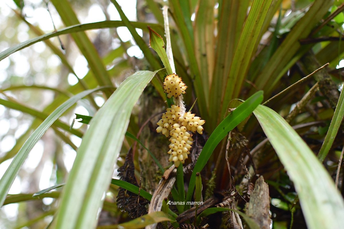 62 Astelia hemichrysa Ananas marron Asteliaceae ENDEMIQUE LA REUNION