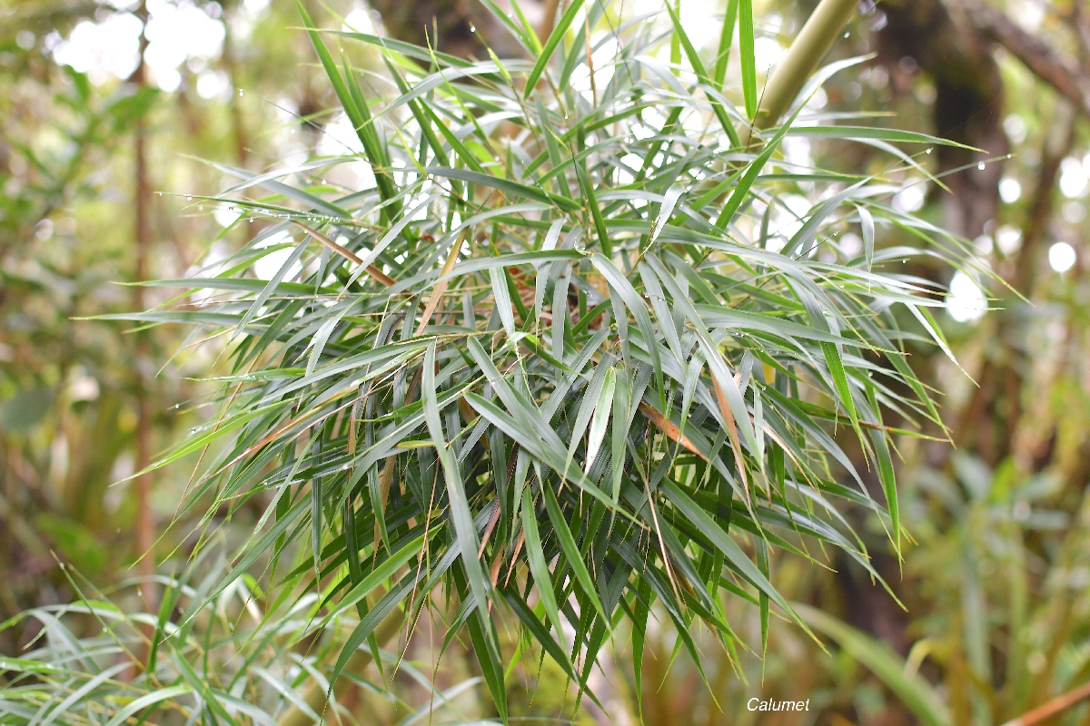 64 Nastus borbonicus Calumet Poaceae ENDEMIQUE LA REUNION