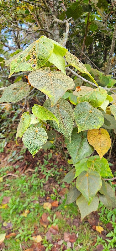 7 Dombeya reclinata Mahot rouge Malvaceae ENDEMIQUE LA REUNION