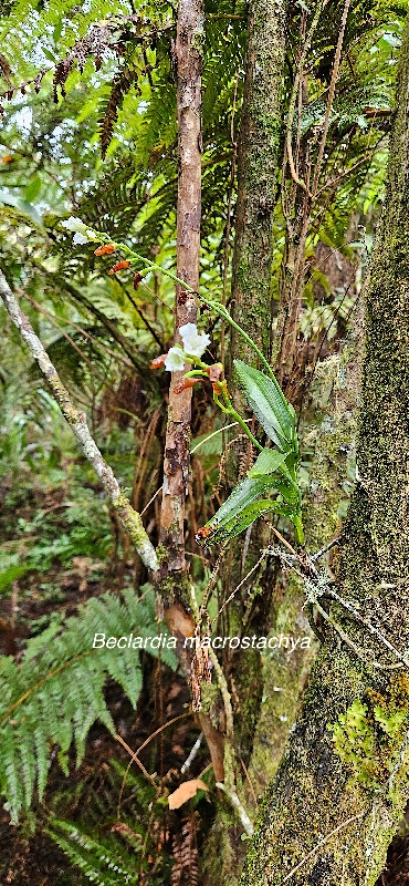 8 Beclardia macrostachya Orchidaceae INDIGENE LA REUNION 