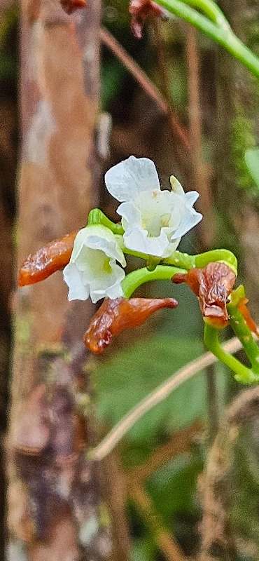 9 Beclardia macrostachya Orchidaceae INDIGENE LA REUNION 