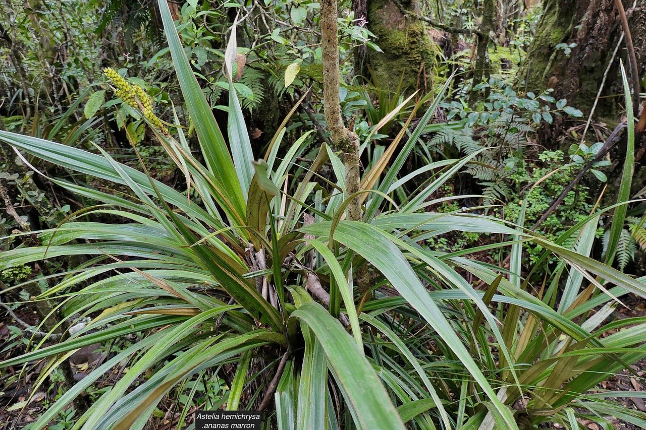 Astelia hemichrysa.ananas marron.asteliaceae.endémique Réunion Maurice