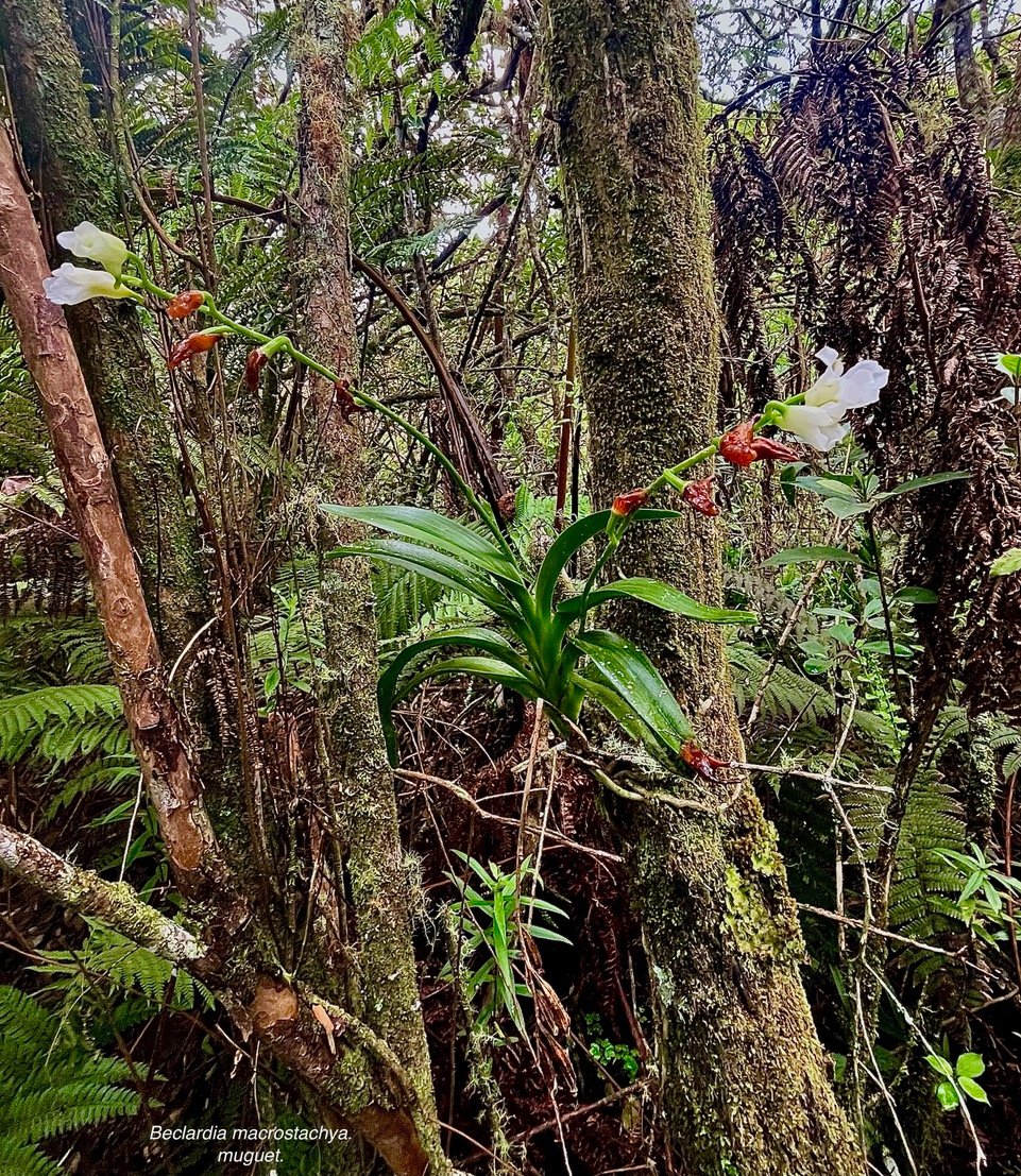 Beclardia macrostachya.muguet. endémique Madagascar Mascareignes.