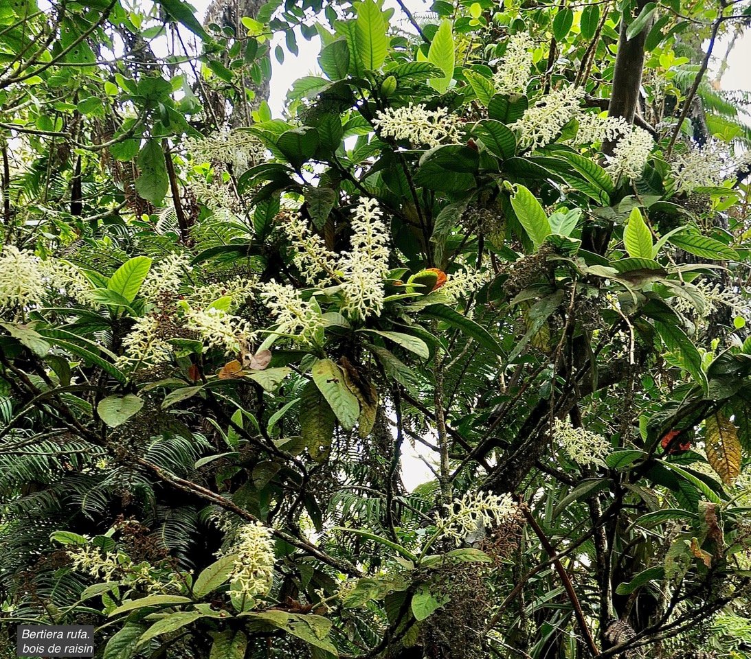 Bertiera rufa. bois de raisin. rubiaceae. endémique Réunion