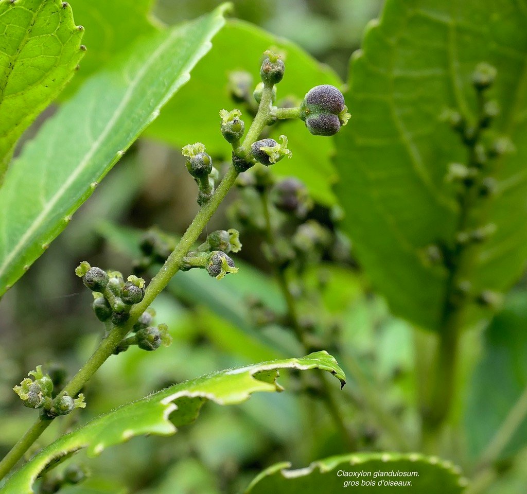 Claoxylon glandulosum.gros bois d’oiseaux.( infrutescence ) euphorbiaceae.endémique Réunion