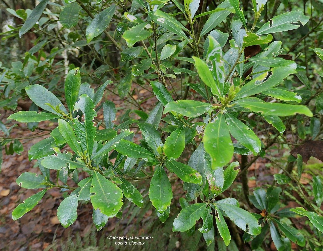Claoxylon parviflorum -bois d’’oiseaux.euphorbiaceae.endémique Réunion Maurice Rodrigues