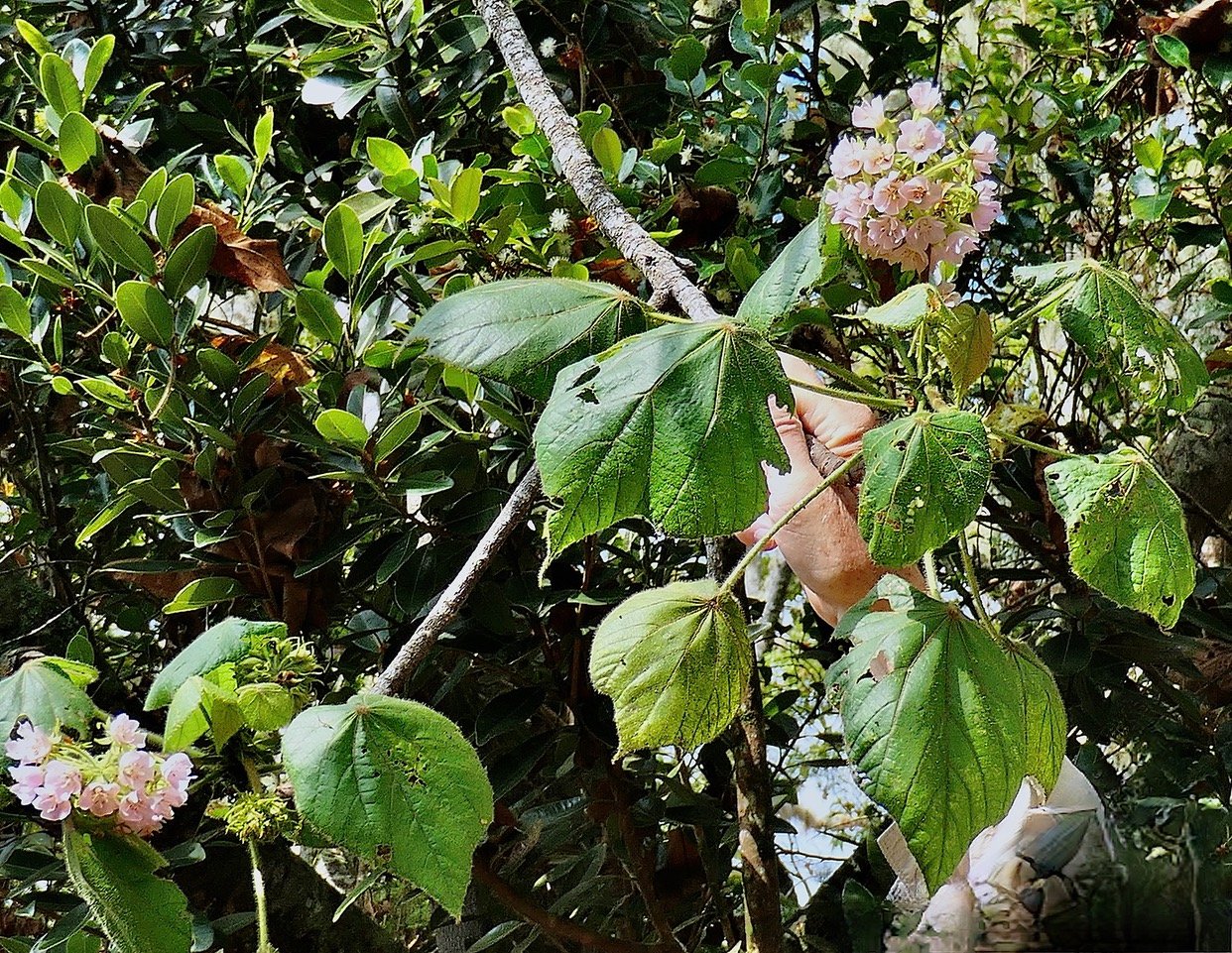 Dombeya pilosa .mahot.malvaceae.endémique Réunion