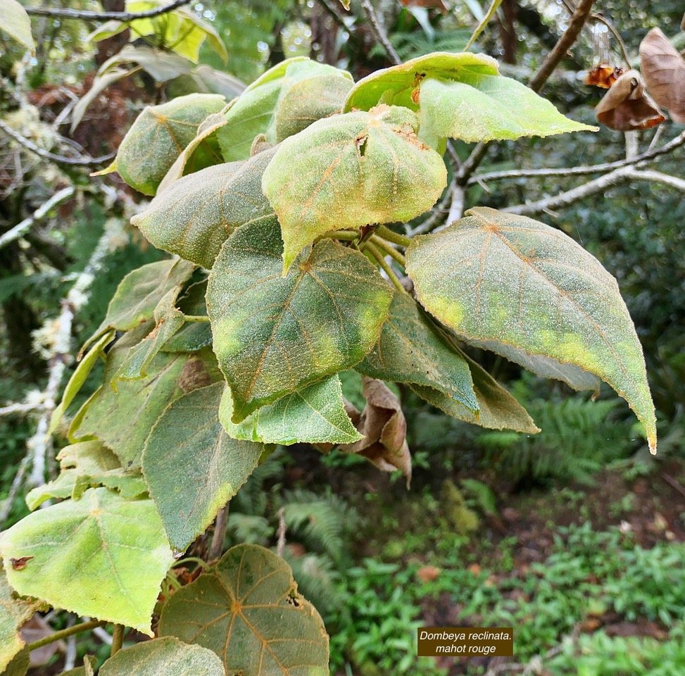 Dombeya reclinata.mahot rouge.malvaceae.endémique Réunion