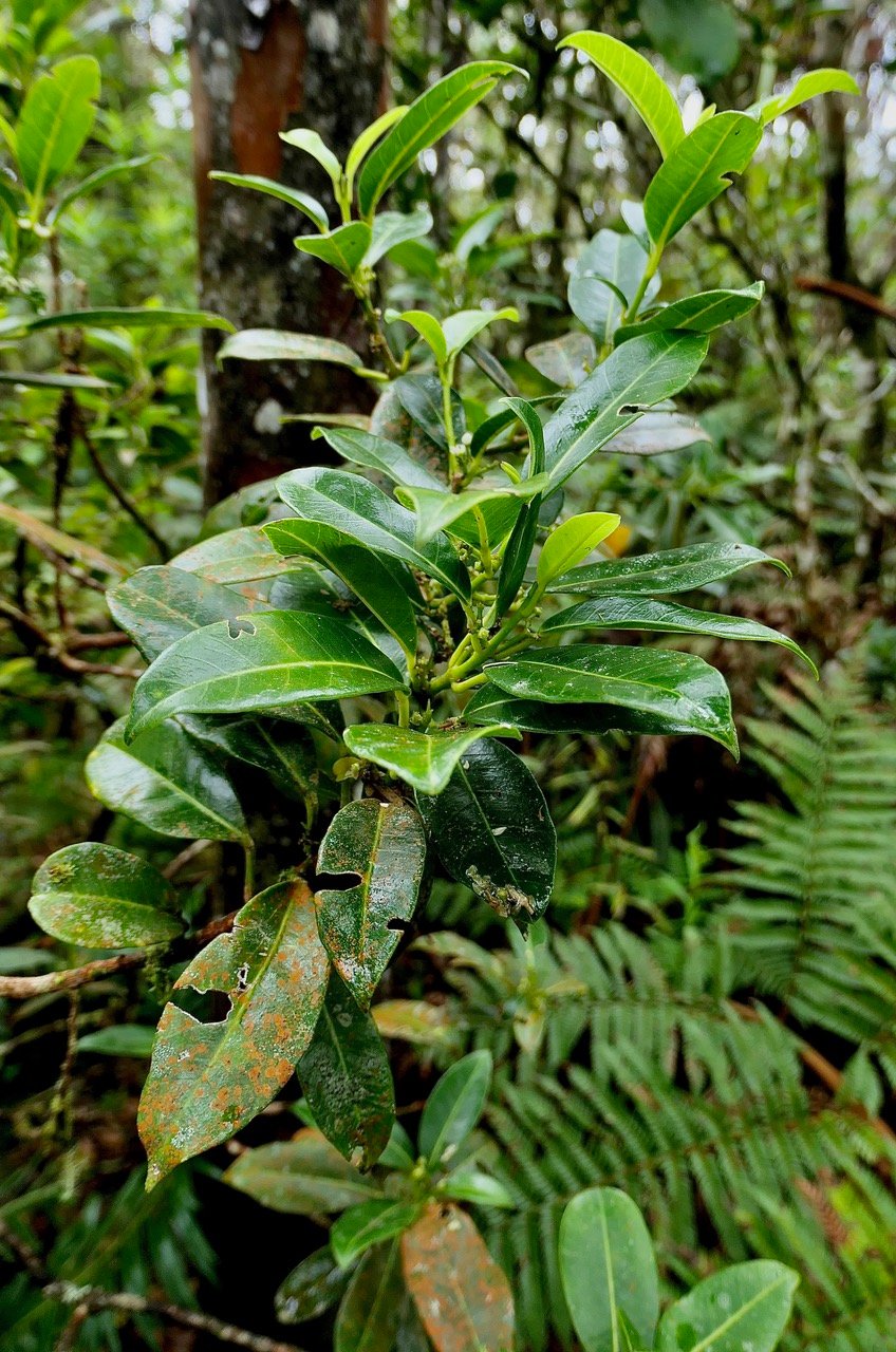 Melicope borbonica .catafaye .petit bois de catafaye .rutaceae.endémique Réunion.