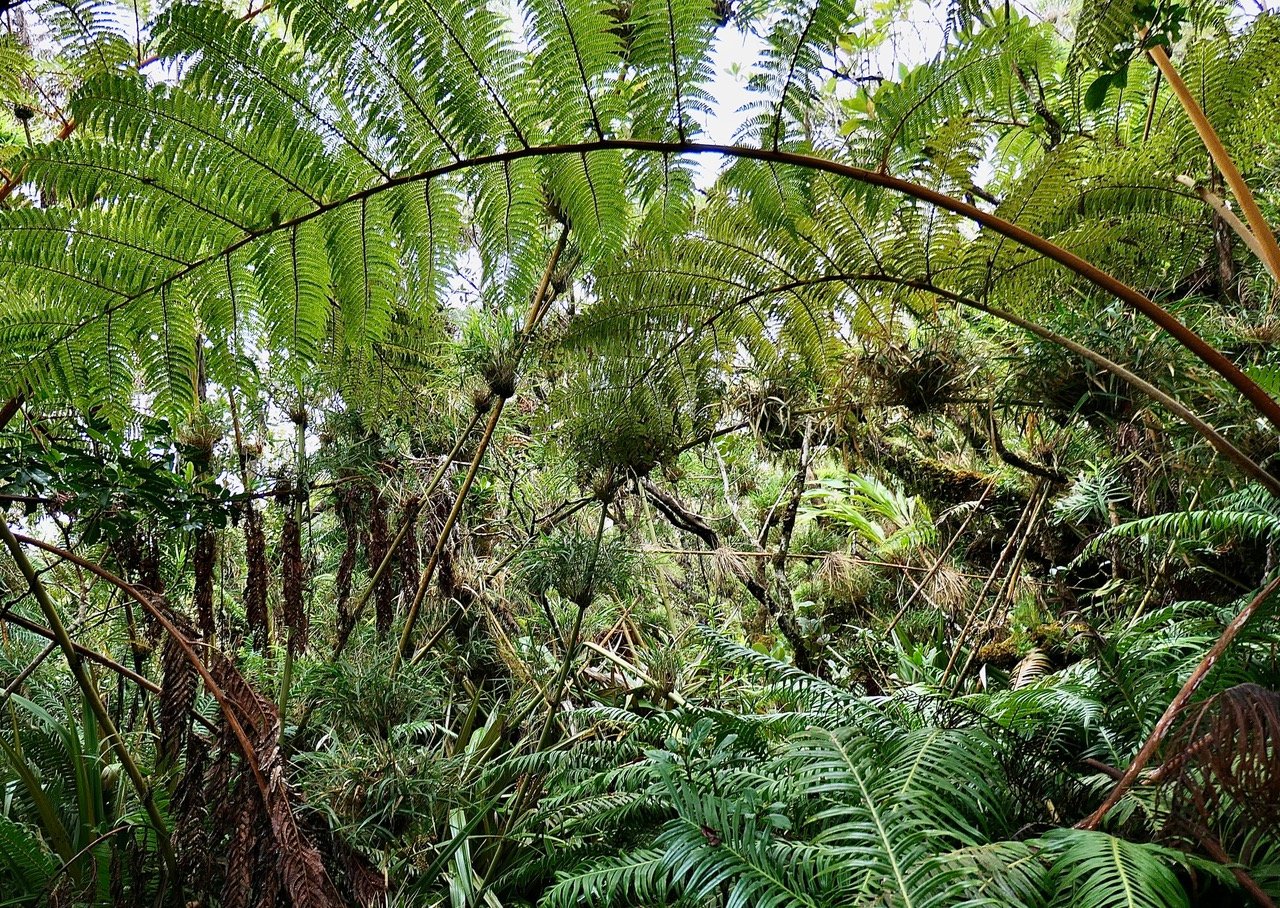 Nastus borbonicus.calumet. bambou de la Rénion.poaceae.endémique Réunion. et fougères